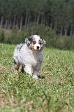 BERGER AUSTRALIEN PUPPIES 049